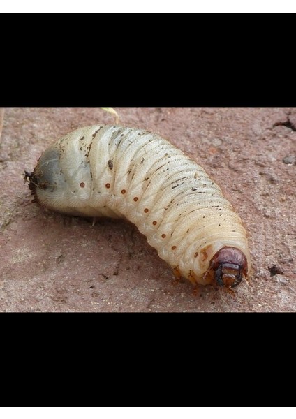 2 Adet Çiçek ve Bitki Topraklarındaki Zararlılar Için Önleyici ve Temizleyici modelleri