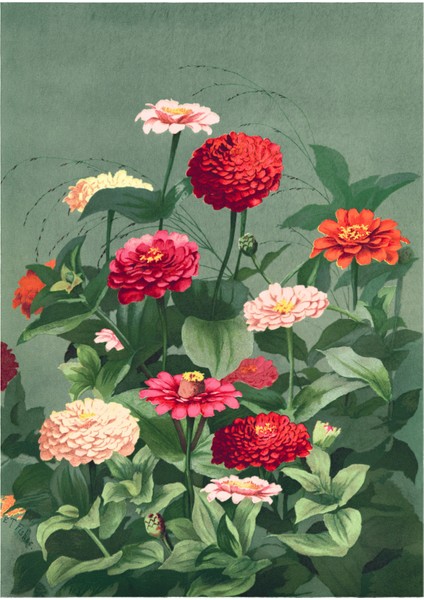 Japon Tarzı Zinya Çiçekleri Posteri/çerçevesiz - 50X70 fiyatları