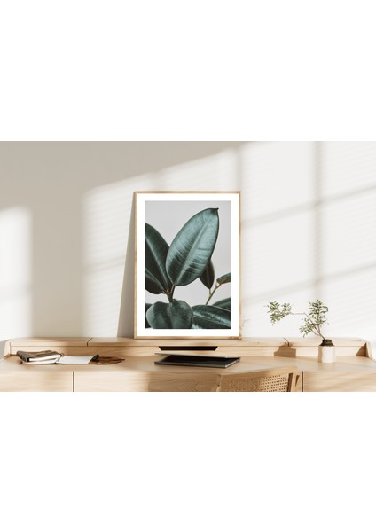 Botanik Sanat | Ficus Elastica Posteri/Çerçevesiz - 50X70