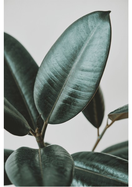 Botanik Sanat | Ficus Elastica Posteri/Çerçevesiz - 50X70 fiyatları