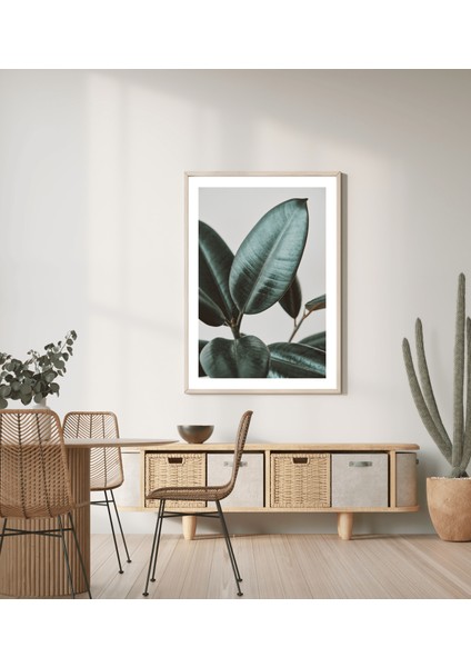 Botanik Sanat | Ficus Elastica Posteri/Çerçevesiz - 50X70 modelleri