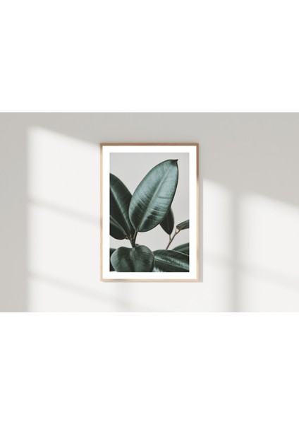 Botanik Sanat | Ficus Elastica Posteri/Çerçevesiz - 50X70 fırsatları