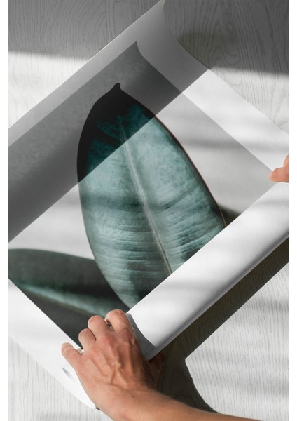 Botanik Sanat | Ficus Elastica Posteri/Çerçevesiz - 50X70 indirimleri