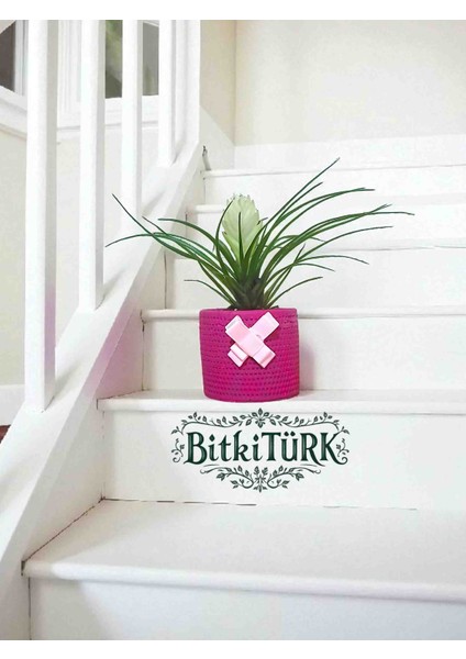 -Pembe Beton Saksıda Tillandsia Çiçeği Ofis Cafe Salon Hediye