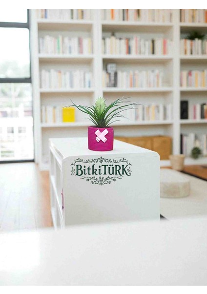 -Pembe Beton Saksıda Tillandsia Çiçeği Ofis Cafe Salon Hediye fiyatları