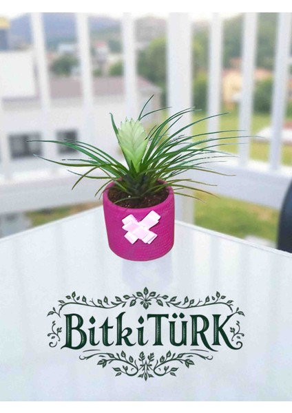 -Pembe Beton Saksıda Tillandsia Çiçeği Ofis Cafe Salon Hediye modelleri