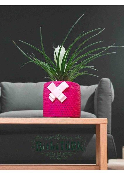 -Pembe Beton Saksıda Tillandsia Çiçeği Ofis Cafe Salon Hediye fırsatları