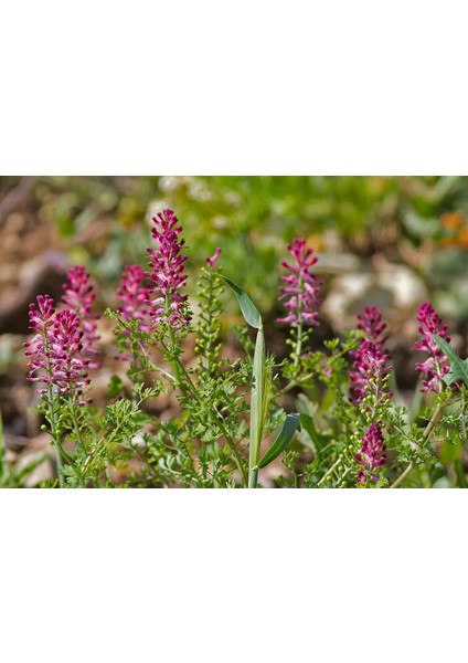 Şahtere Otu 30 gr modelleri