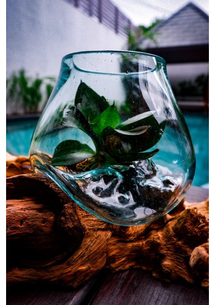 Doğal Driftwood Ahşap ve Cam Vazo – El Yapımı Bali Dekorasyonu,Cam vazo modelleri