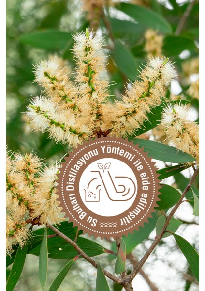 Nioli Yağı 20 ml Besleyici Tırnak Onarıcı Siyah Nokta Karşıtı Cilt ve Saç Bakımı fiyatları