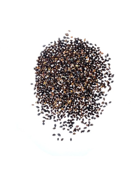Yerli Kuzukulağı Mikro Yeşillik Tohumu, 15 Gram modelleri