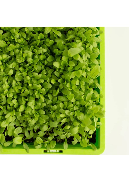 Üçlü Mikro Yeşillik Seti, Tere, Roka ve Kuzukulağı