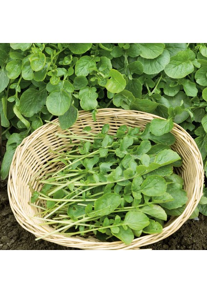 Beşli Yeşillik Tohum Seti, Dereotu, Roka, Tere, Kuzukulağı ve Maydanoz modelleri