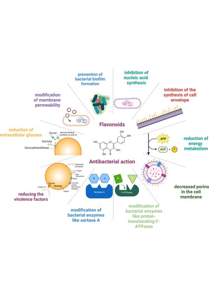 D-Mannose Cranberry Vaccinium Urinary Tract Health Dual Action Formula İdrar Yolu fiyatları