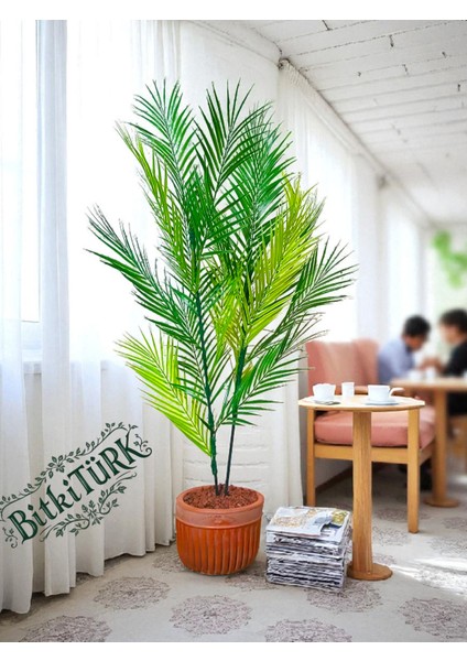- Büyük Beton Saksıda 120CM 2 Dallı Yapay Areka Palmiyesiiç Mekan Ofis Balkon modelleri