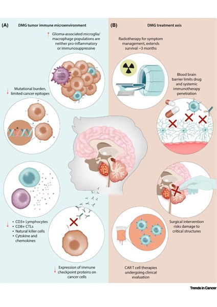 Dmg N N-Dimethyl Glycine Hcl 125 mg High Qualty N-Dimetil Glisin modelleri