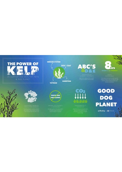 Kelp Whole1 00 Capsules Thallus 100 Laminariales Sodium Iodine Thyroid Sodyum Mineral İyot