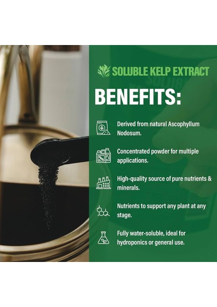 Kelp Whole1 00 Capsules Thallus 100 Laminariales Sodium Iodine Thyroid Sodyum Mineral İyot