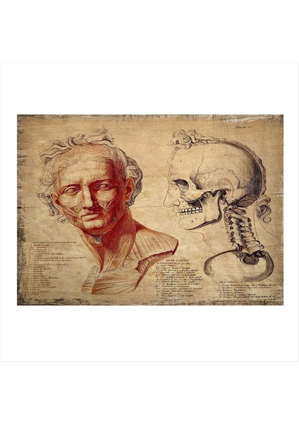 Yüz Anatomisi Desenli Ahşap Tablo 50 cm x 70 cm