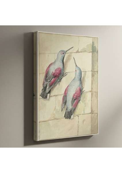 Vintage Kuş Illüstrasyonu Tablosu