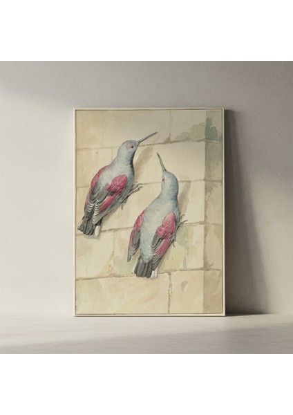 Vintage Kuş Illüstrasyonu Tablosu fiyatları