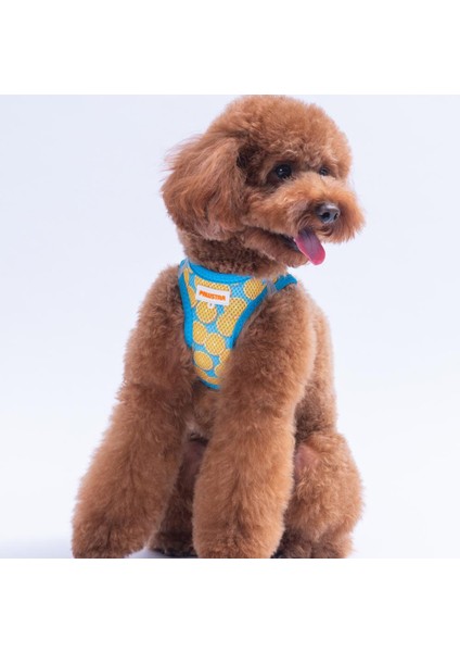 Citrus Air-Mesh Göğüs Tasması Kedi Köpek Göğüs Tasması Narenciye Desenli Köpek Tasması