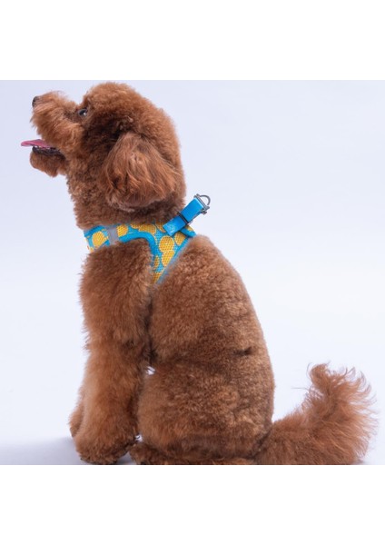 Citrus Air-Mesh Göğüs Tasması Kedi Köpek Göğüs Tasması Narenciye Desenli Köpek Tasması modelleri
