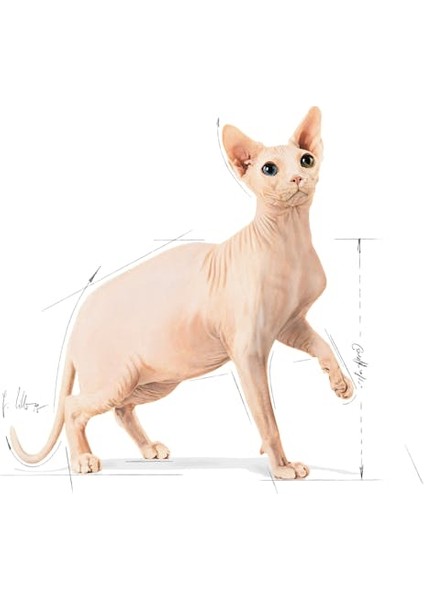 Sfenks Için Yetişkin Kuru Kedi Maması 2kg modelleri