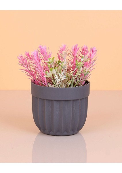 Çizgili Saksı Dikenli Çiçek ROYALEKS-5781