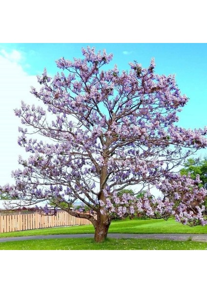 Paulownia (Pavlonya,çin Kavağı) Fidanı