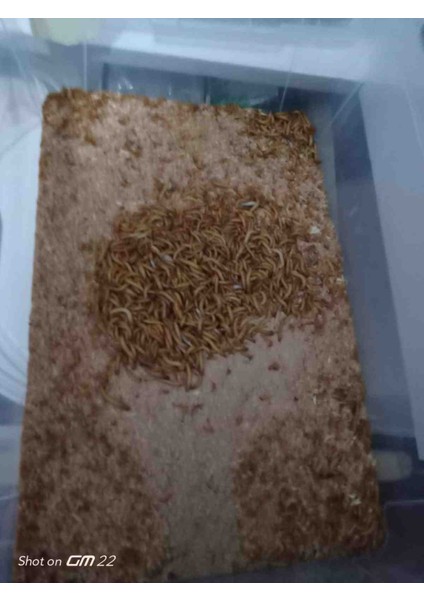 Unkurdu 50 gr fiyatları