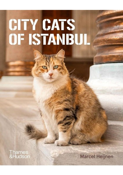 City Cats Of Istanbul