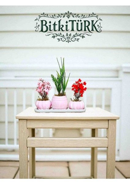 -3lü Tabaklı Kaktüs Setinden Yapay Çiçek Ofis Salon Hediye