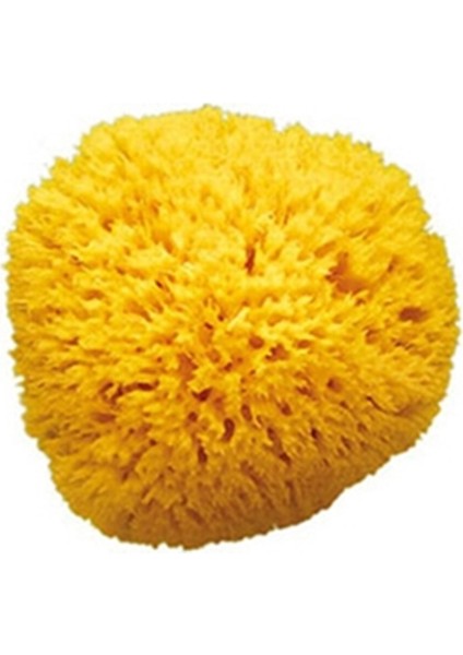 Doğal Banyo Süngeri / Küçük indirimleri