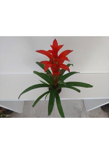 Guzmania Lingulata Bitkisi