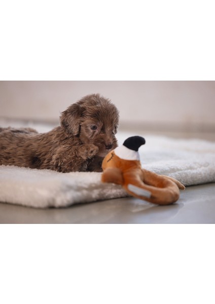 Köpek Oyuncağı, Peluş, Kahverengi, 16X18X8,5CM Lzwdr modelleri