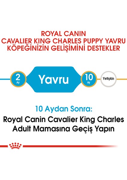 Cavalier King Charles Yavru Köpek Maması 1.5kg indirimleri