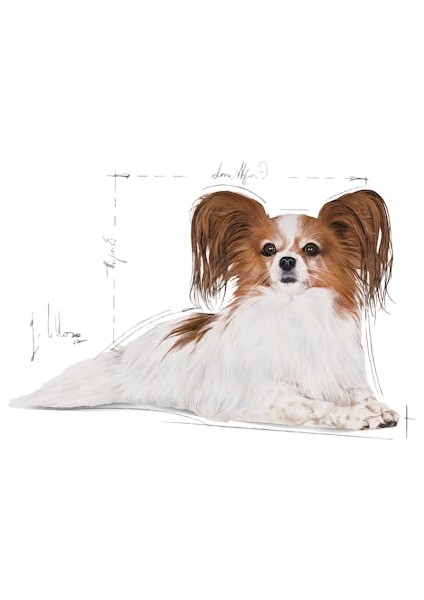 ® X-small Yetişkin Köpek Maması 1,5 Kg modelleri
