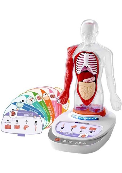 Sesli Insan Vücudu Modeli Bilim Seti