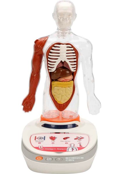 Sesli Insan Vücudu Modeli Bilim Seti fiyatları