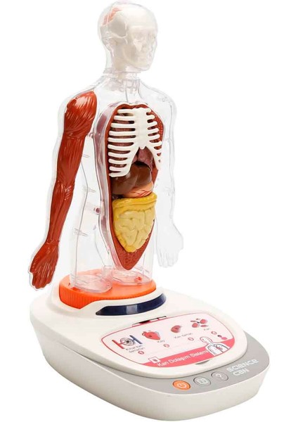 Sesli Insan Vücudu Modeli Bilim Seti modelleri