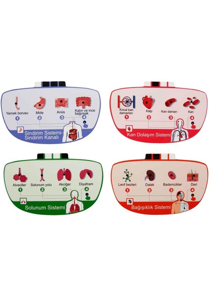 Sesli Insan Vücudu Modeli Bilim Seti fırsatları