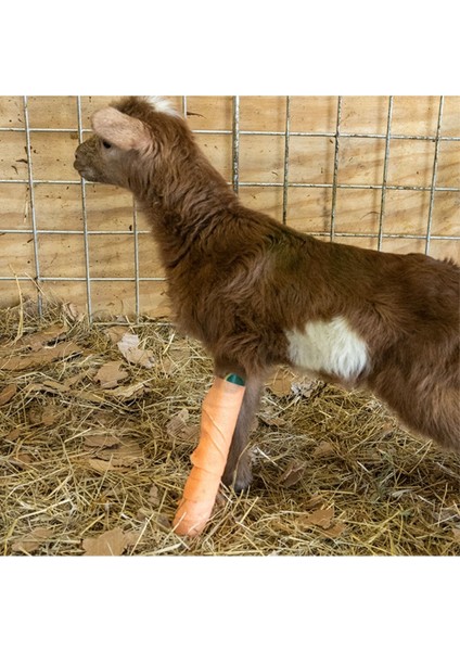 Veteriner Cebire, 3X20 Cm, Pratik ve Kullanışlı. modelleri