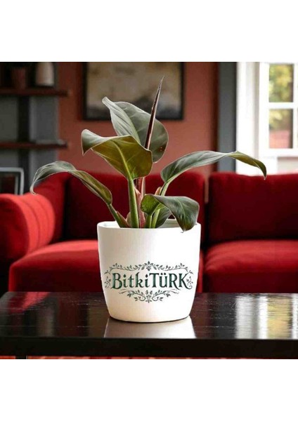 -Beton Saksıda Ithal Kızıl Kongo (Philidendron Rojo Kongo);ofis Salon Hediye