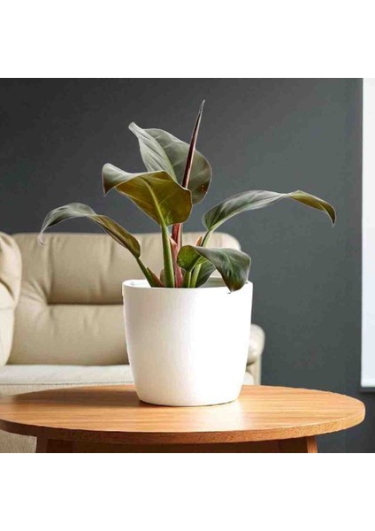 -Beton Saksıda Ithal Kızıl Kongo (Philidendron Rojo Kongo);ofis Salon Hediye fırsatları