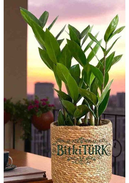 -Zeze Zamia Ofis Salon Hediye Çiçek Bitki fiyatları