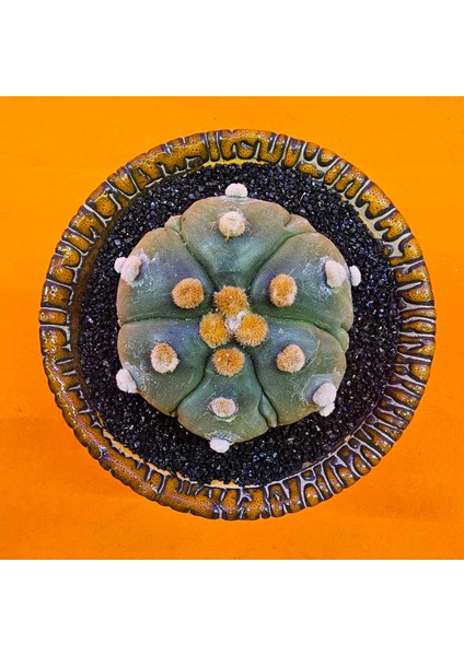 Astrophytum Asterias 6 cm Özel Tür Kaktüs
