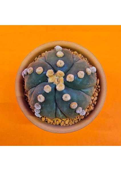 Astrophytum Asterias Ooibo 6 cm Özel Tür Kaktüs