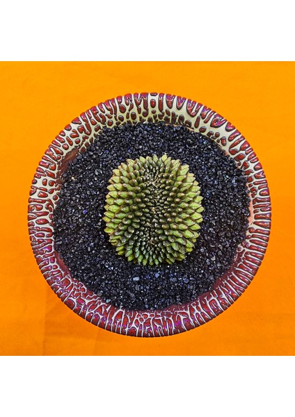 Gymnocalycium Inermis Cristat 5 cm Özel Tür Kaktüs