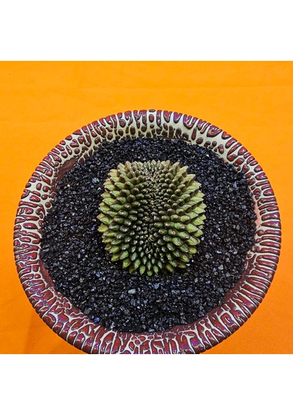 Gymnocalycium Inermis Cristat 5 cm Özel Tür Kaktüs fiyatları